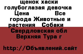 щенок хаски  голубоглазая девочка › Цена ­ 12 000 - Все города Животные и растения » Собаки   . Свердловская обл.,Верхняя Тура г.